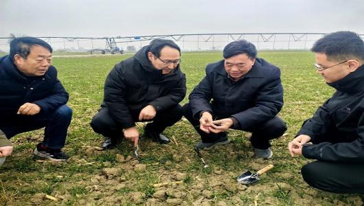省小麦产业体系首席专家李金才教授来淮北指导小麦生产工作