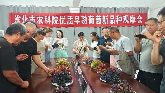 淮北市农科院举办优质早熟葡萄新品种观摩会